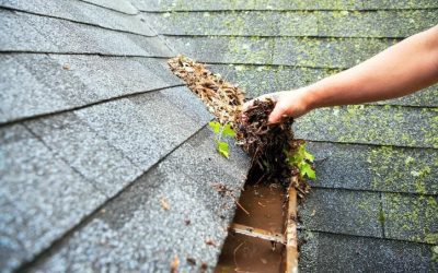 3 Reasons Why Mold on Your Roof Is Harmful